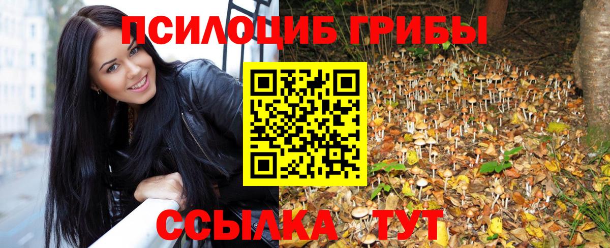 Галлюциногенные грибы Psilocybe Губкинский